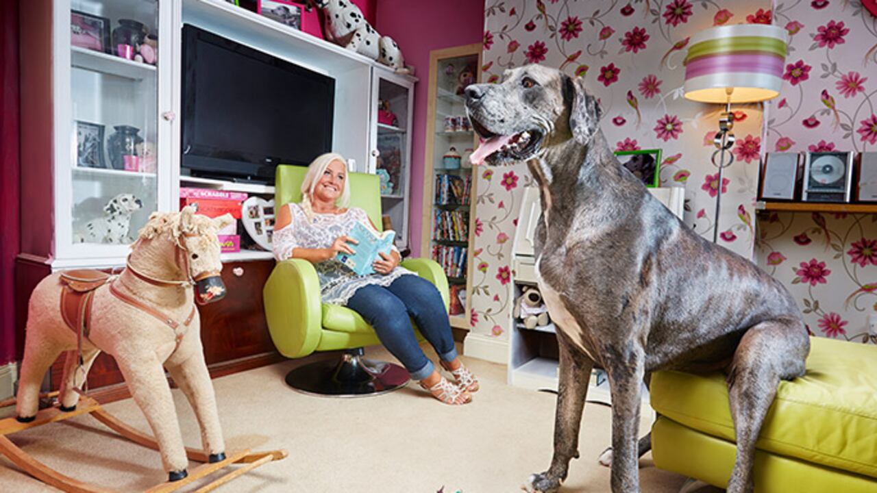 Freddy, poseedor del récord mundial Guinness, murió a los ocho años en su casa en Essex
El gigante gentil medía más de 2 metros de altura sobre sus patas traseras.