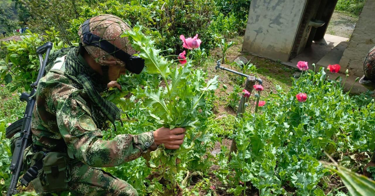Destrucción de cultivos de amapola.