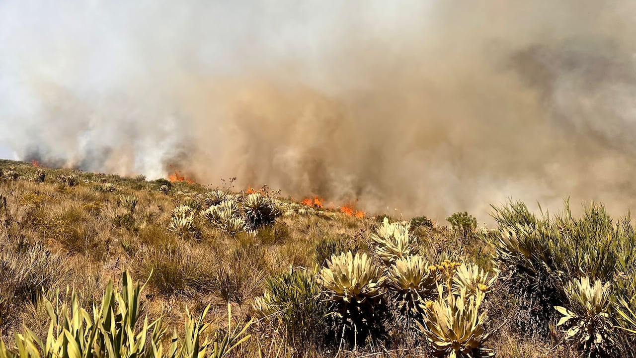 Se calcula que 500.000 frailejones podrán desaparecer por cuenta de este voraz incendio.