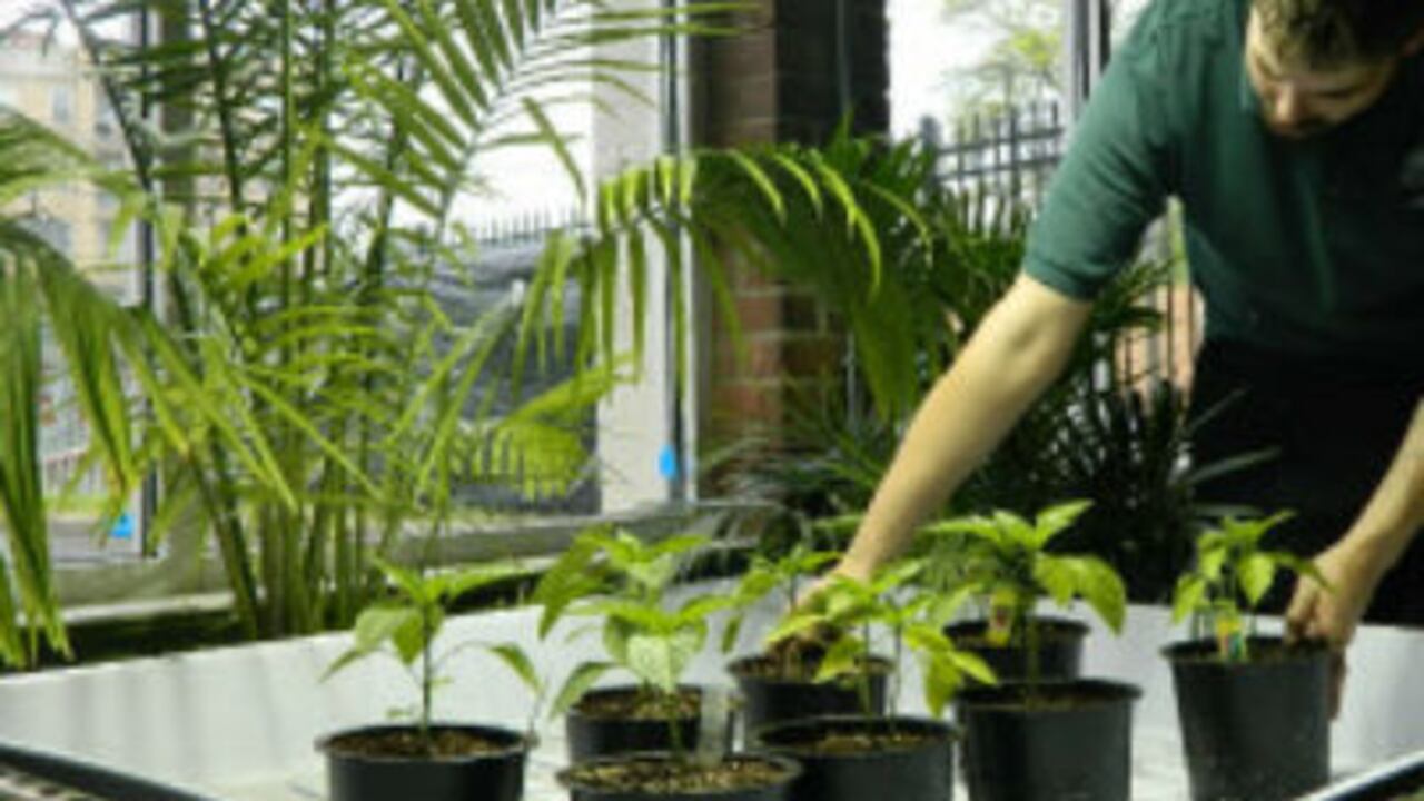 WeGrow ofrece todo lo que se necesita para el cultivo personal de marihuana medicinal.