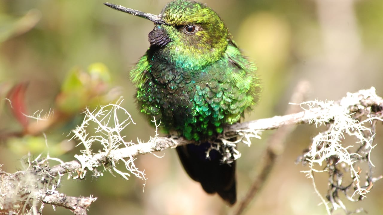 Desde hace 12 años, la Fundación Natura trabaja con la comunidad de Guasca en recuperar los bosques andinos del municipio.