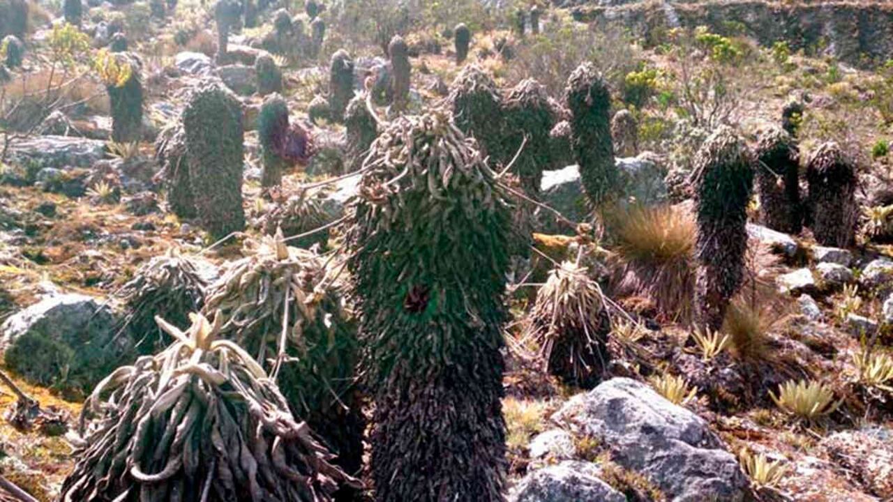 Foto: Amanda Varela.