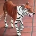 Denuncian que perro fue pintado como un tigre