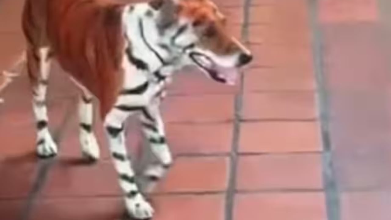 Denuncian que perro fue pintado como un tigre.