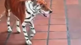Denuncian que perro fue pintado como un tigre