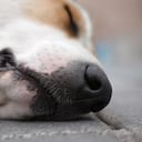 El hombre fue capturado por las autoridades, pero quedó en libertad tras pagar una fianza.