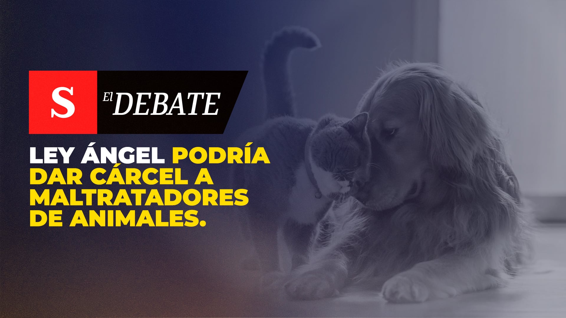 Ley Ángel podría dar cárcel a maltratadores de animales. Aquí lo que debe saber