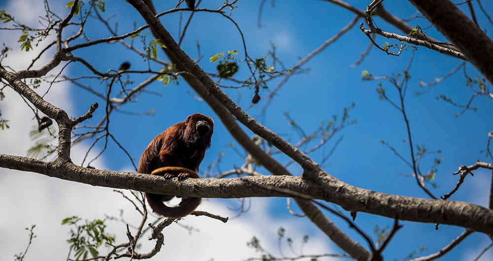 Los robles de la Ronda albergan aves, al oso perezoso y diversas especies de primates que esperan que los visitantes ofrezcan frutas. 