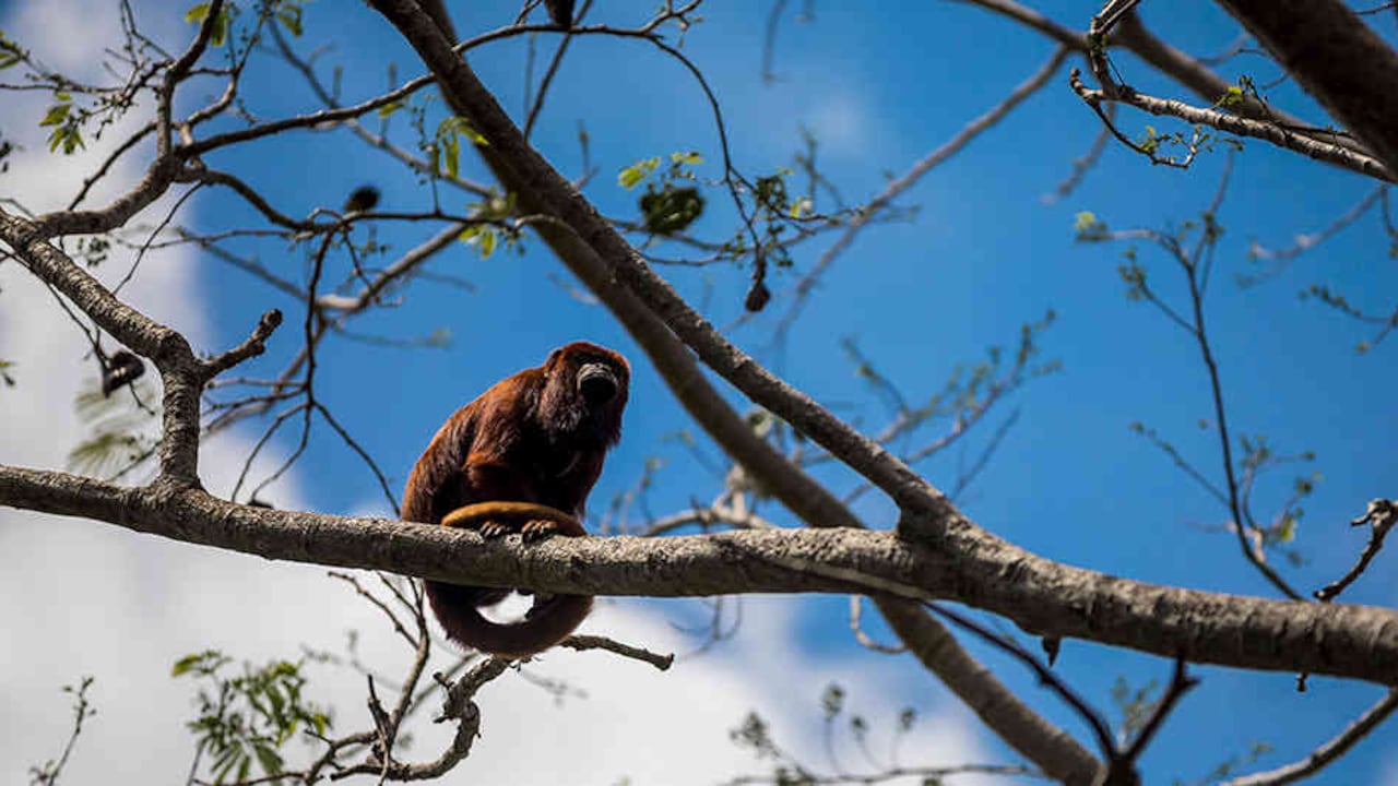 Los robles de la Ronda albergan aves, al oso perezoso y diversas especies de primates que esperan que los visitantes ofrezcan frutas.