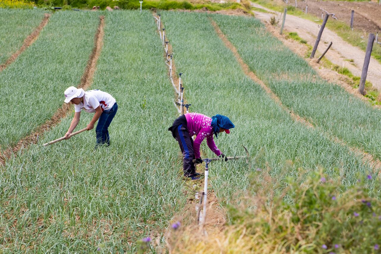 Cultivo de cebolla en Boyacá