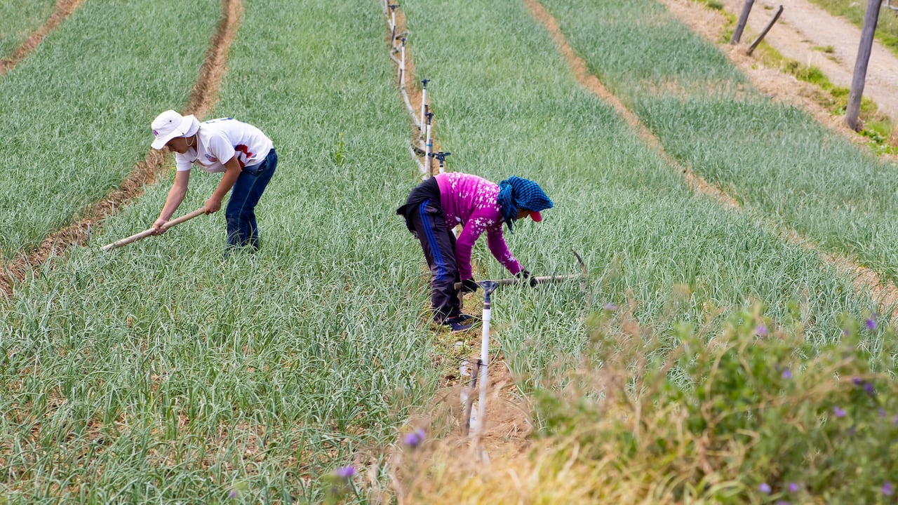 Cultivo de cebolla en Boyacá