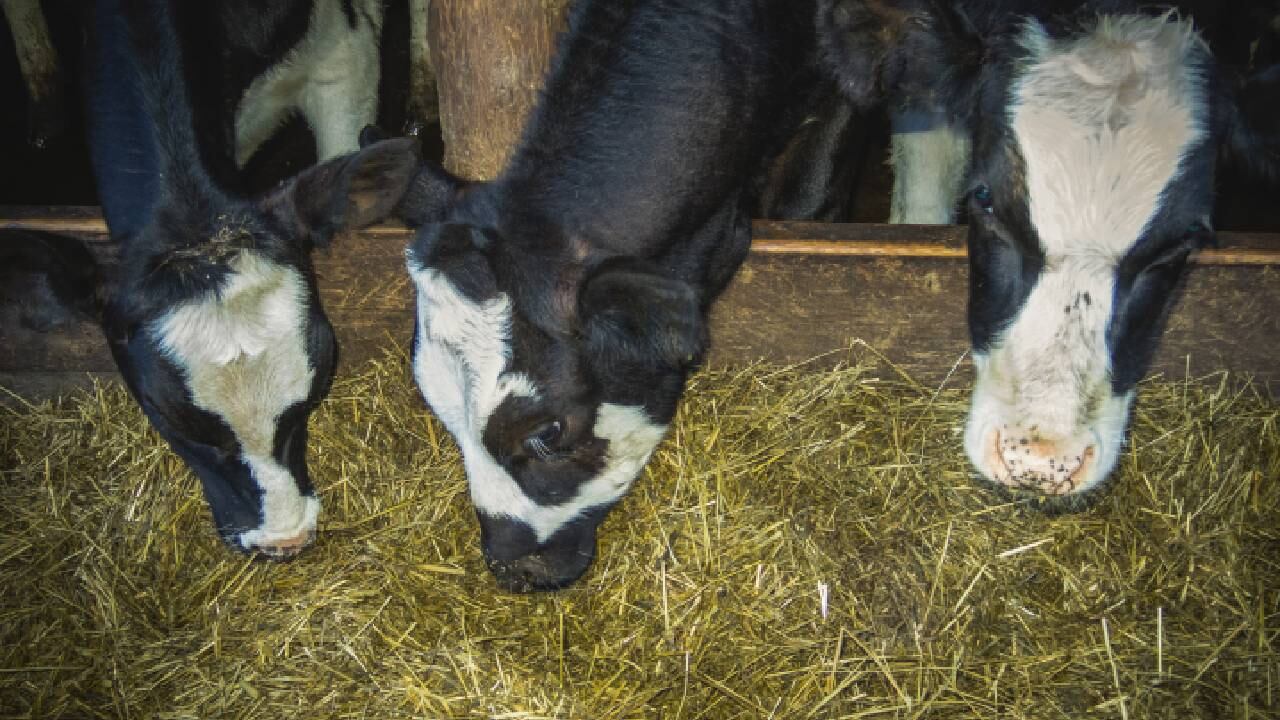 El propietario de un refugio de animales convenció a los dueños del ternero para que le 'perdonaran' la vida (imagen de referencia).