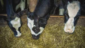 El propietario de un refugio de animales convenció a los dueños del ternero para que le 'perdonaran' la vida (imagen de referencia).