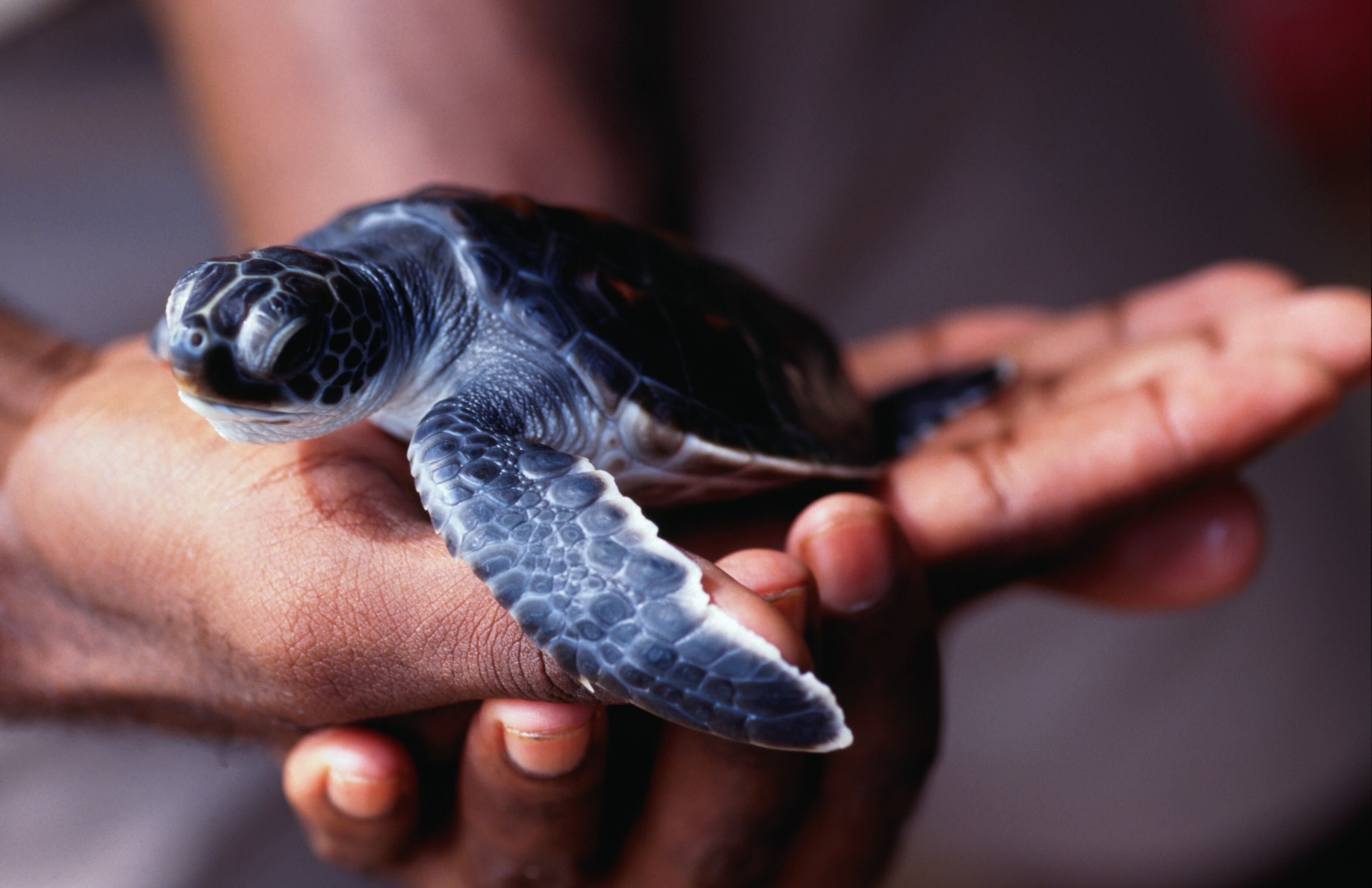 Científicos confirman que la tortuga boba memoriza coordenadas magnéticas.