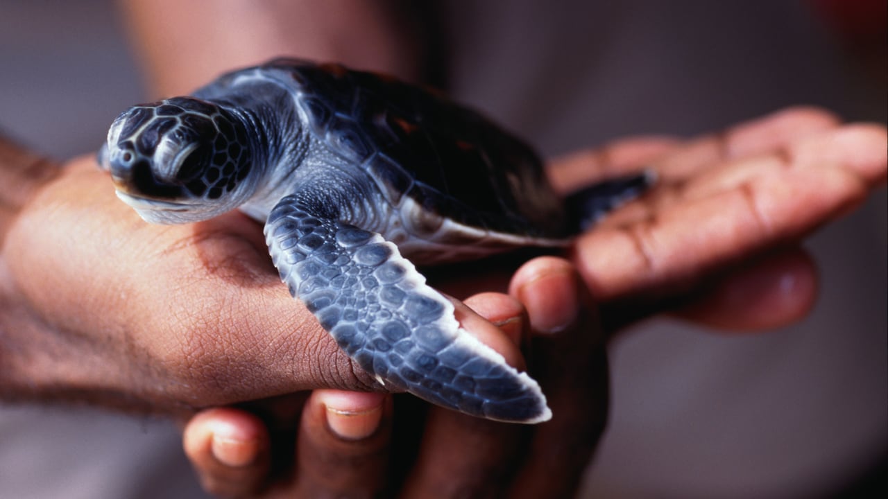 La tortuga boba usa el campo magnético para trazar mapas de sus rutas migratorias.