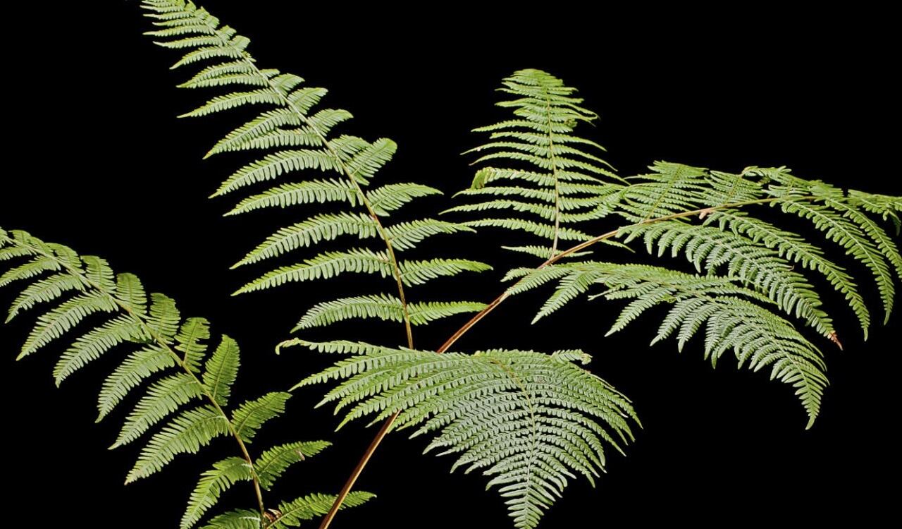 Los helechos podrían ser causantes de cáncer según la OMS