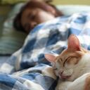 Si es un gato que sale de la casa, sin que el dueño lo sepa, podrían traer con ellos pulgas o garrapatas que se meterían en la cama