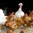 ¿Qué es la gripe aviar y cómo se contrae?