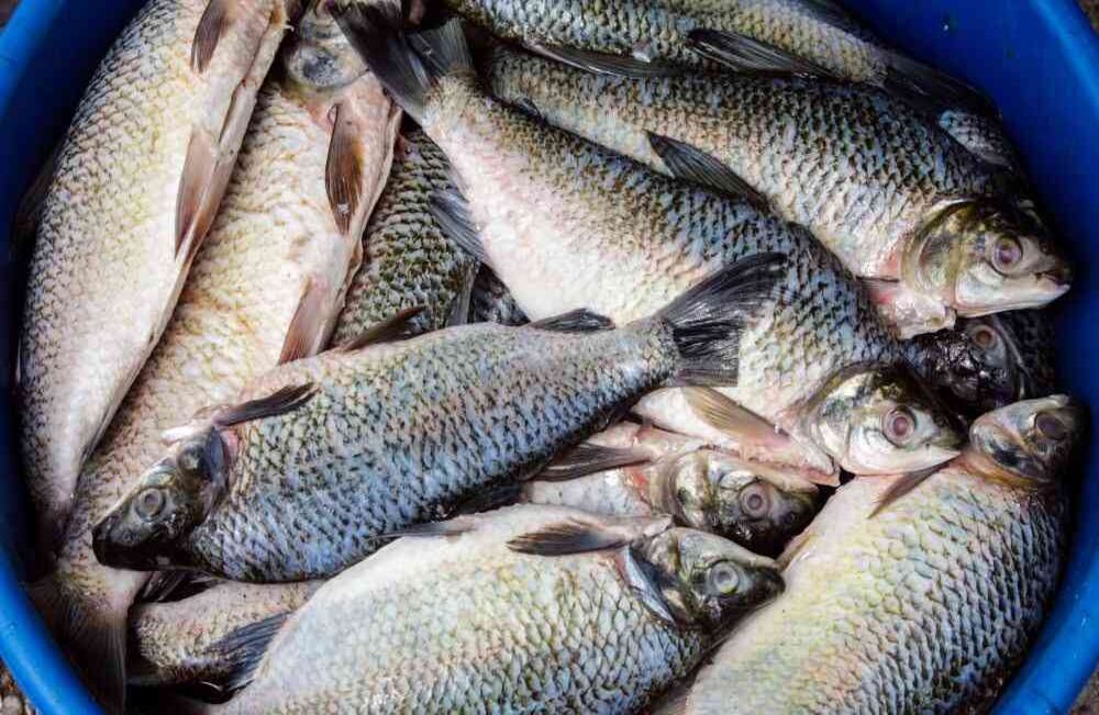 Un recipiente lleno de Bocachicos, es vista el jueves 17 de noviembre de 2016 en Quibdó, Chocó, durante el II Festival Detonante. Foto: Carlos Julio Martínez / SEMANA