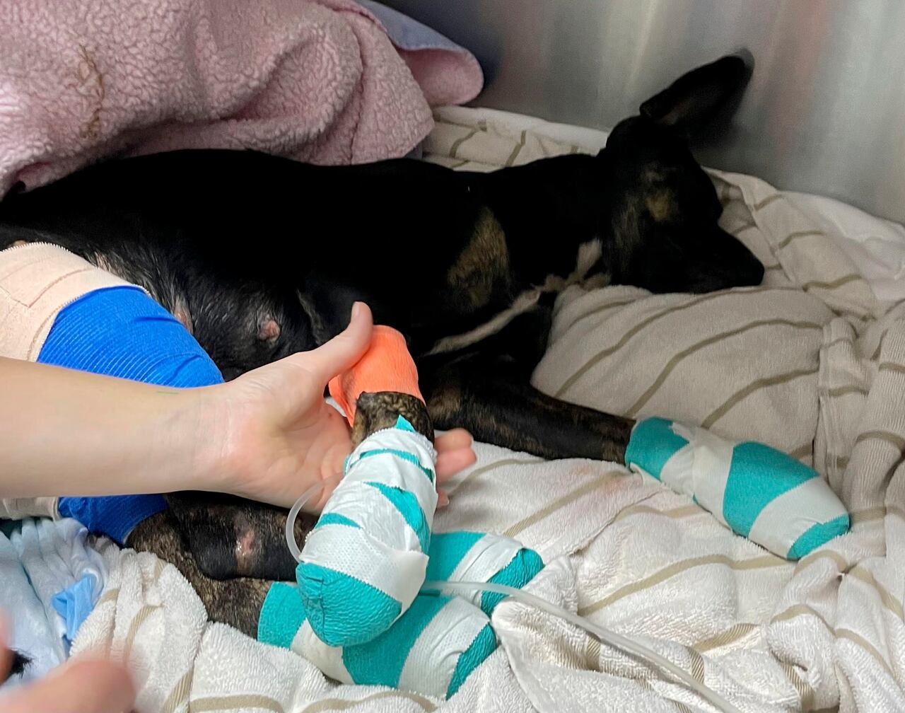 Las mascotas también huyeron de los incendios en Maui; algunas sufrieron heridas