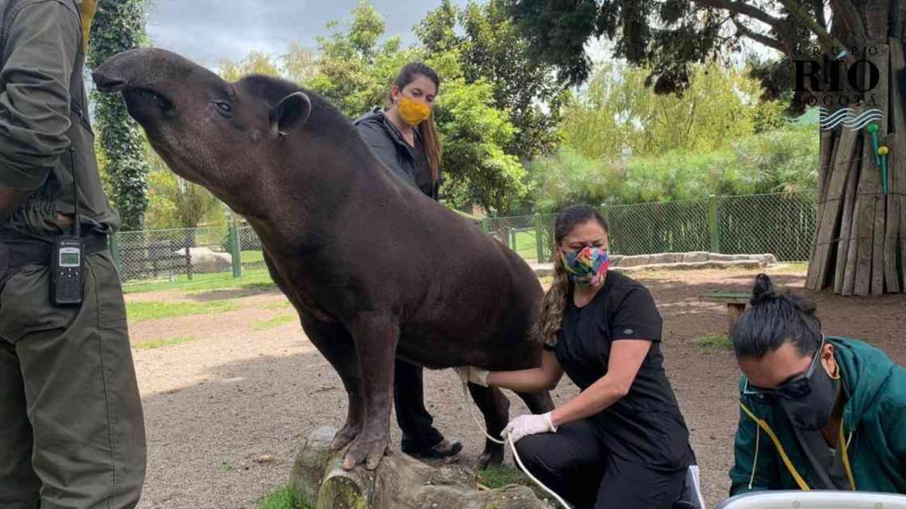 La danta tiene un proceso de gestación de aproximadamente 13 meses. Foto: Parque Jaime Duque.