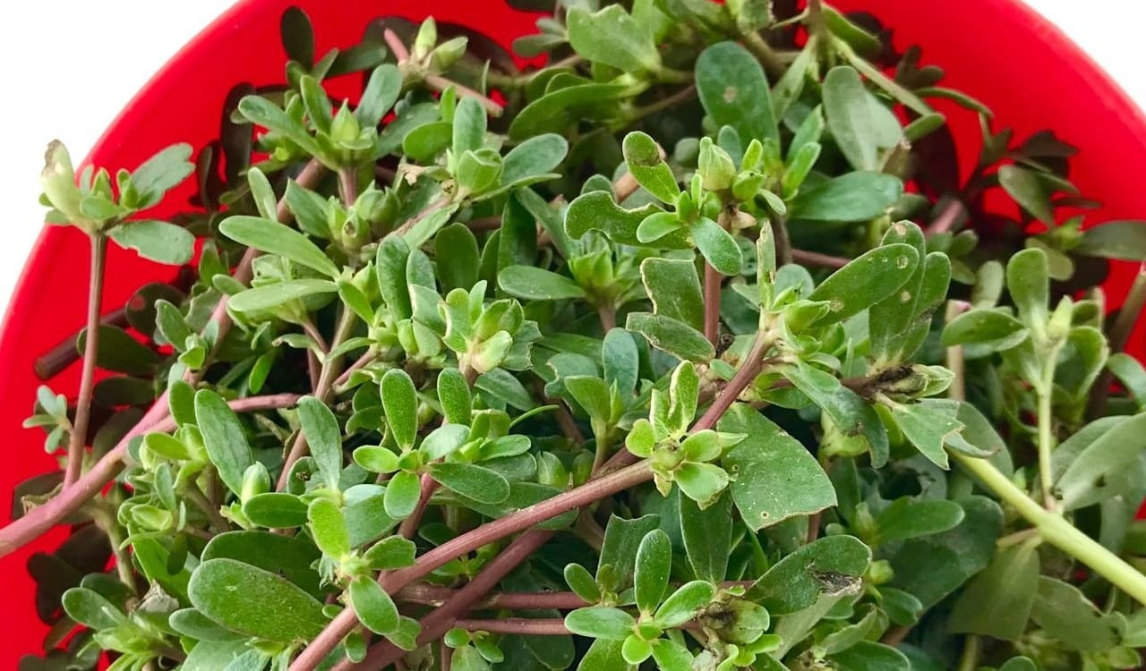 La verdolaga puede ser consumida en ensaladas y así obtener sus beneficios