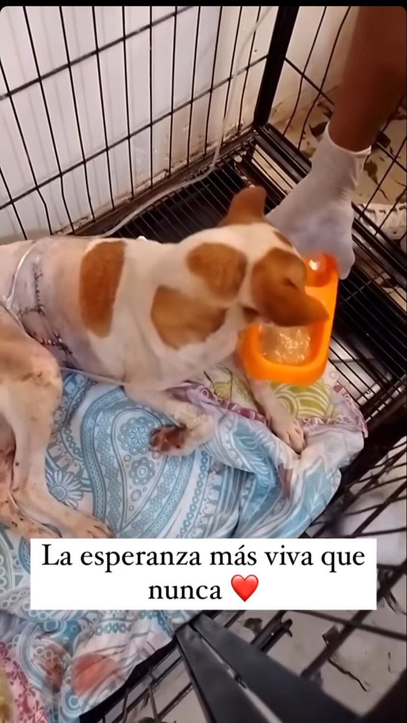 Toby es un perro criollo que tiene dos años.