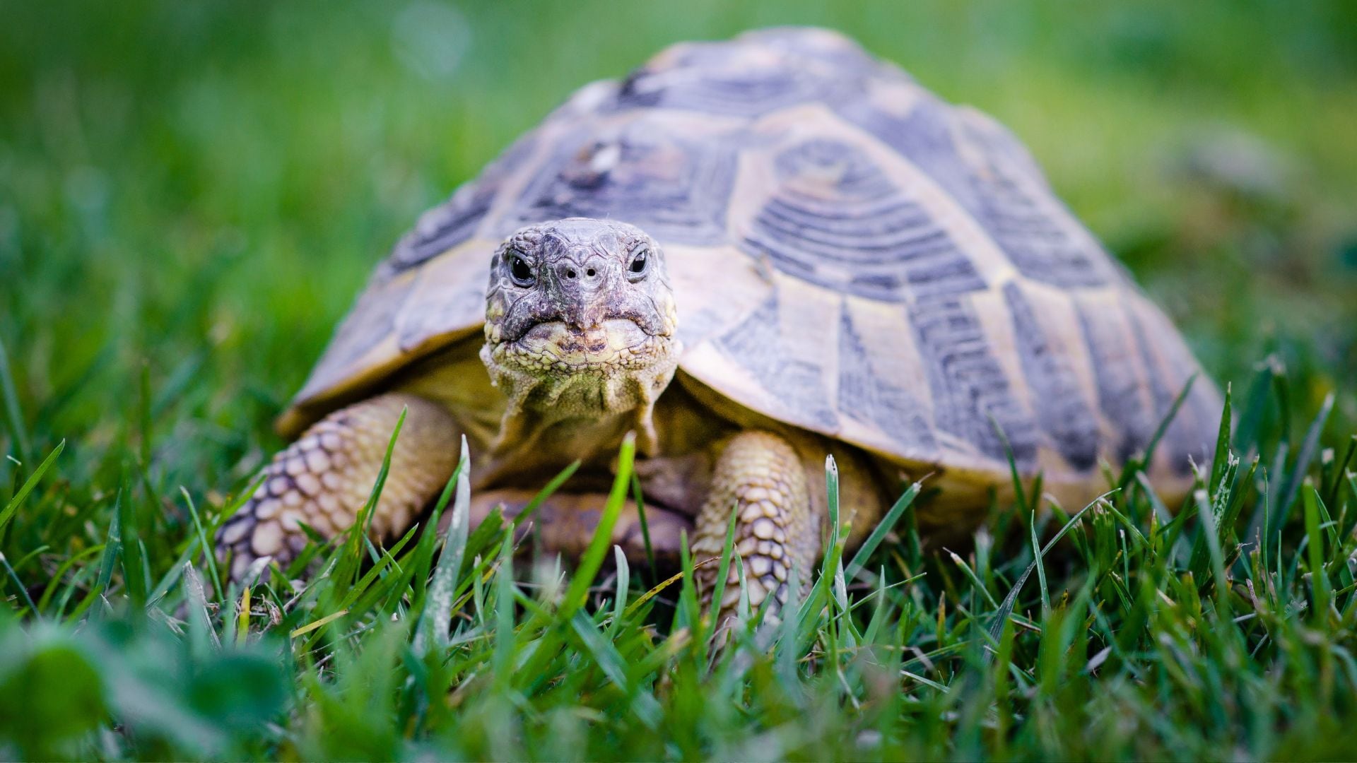 Tortuga caminando por el pasto.