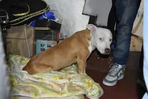 Katira tenía 7 meses de edad cuando fue víctima de maltrato animal en el centro de Bogotá a manos de su cuidador.