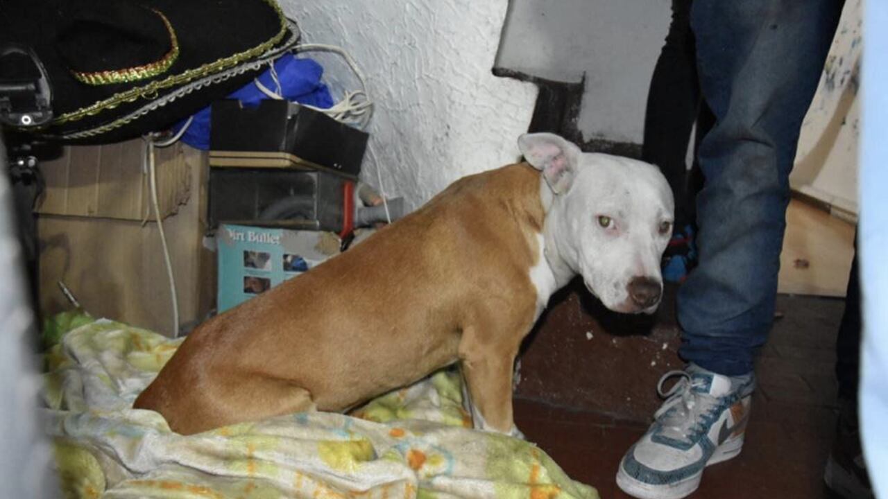 Katira tenía 7 meses de edad cuando fue víctima de maltrato animal en el centro de Bogotá a manos de su cuidador.