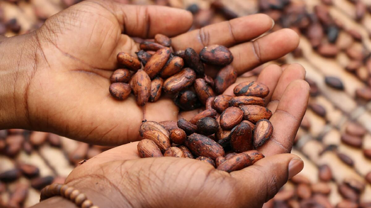 Con la chocolatina, la intención es reemplazar en la dieta de cualquier persona los snacks con un gran contenido de azúcares y carbohidratos, por un producto con un alto componente de proteína que mejora el perfil nutricional.