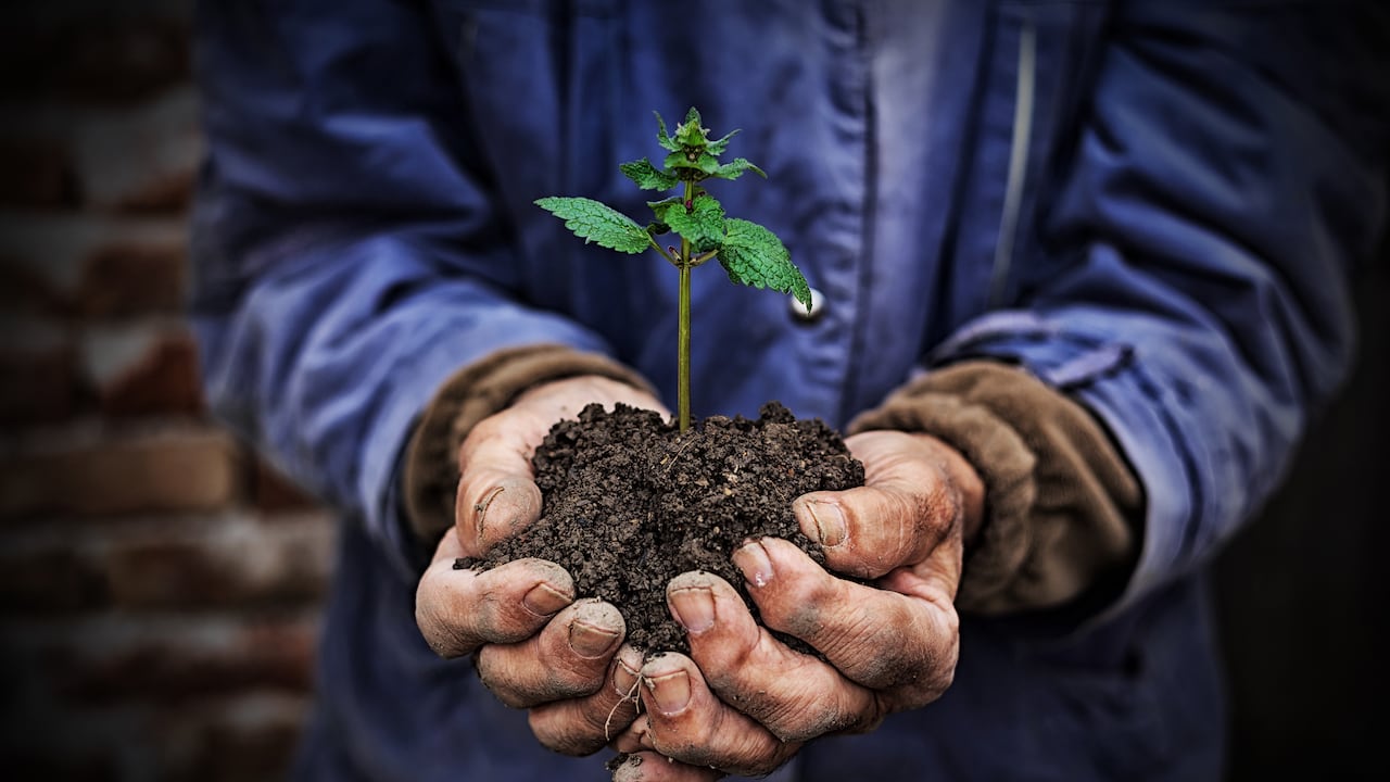 Manos sosteniendo una nueva planta de crecimiento. Hombre maduro en el jardín.