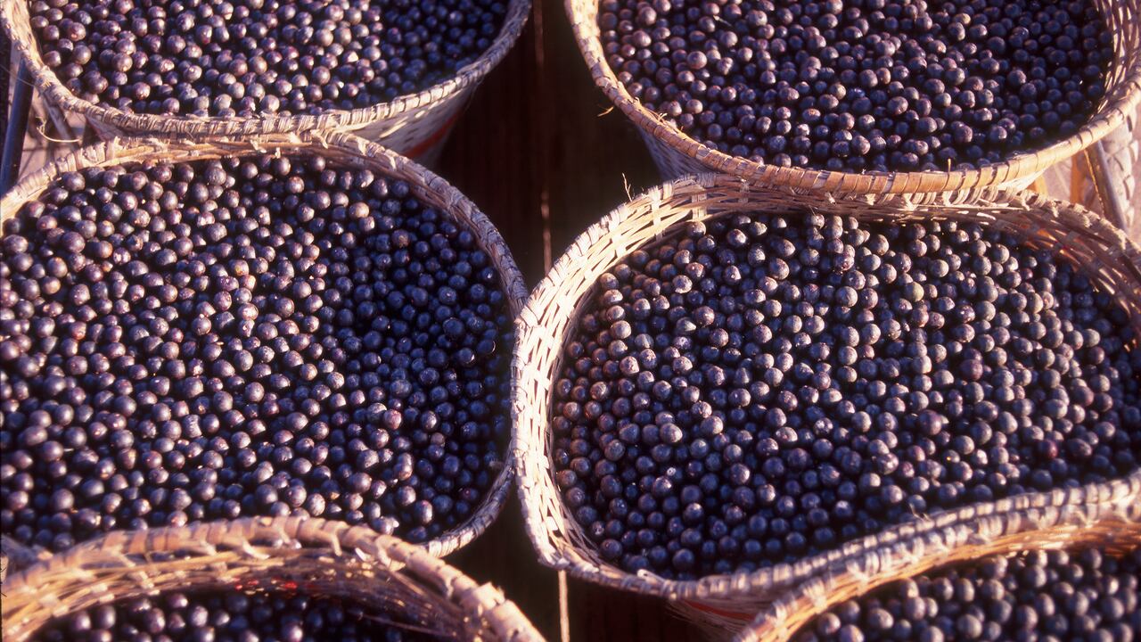 Cultivos de Acaí para excombatientes de las Farc