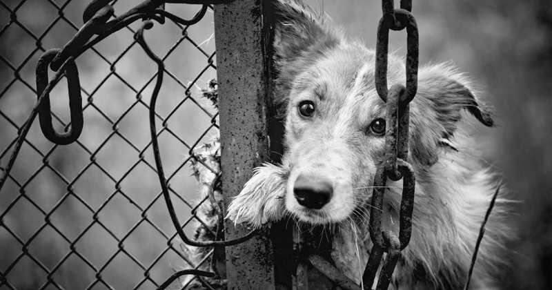 Una de las razones por las que se presenta el abandono de estos animales, se debe a que las familias salen de la capital colombiana para disfrutar de sus vacaciones.