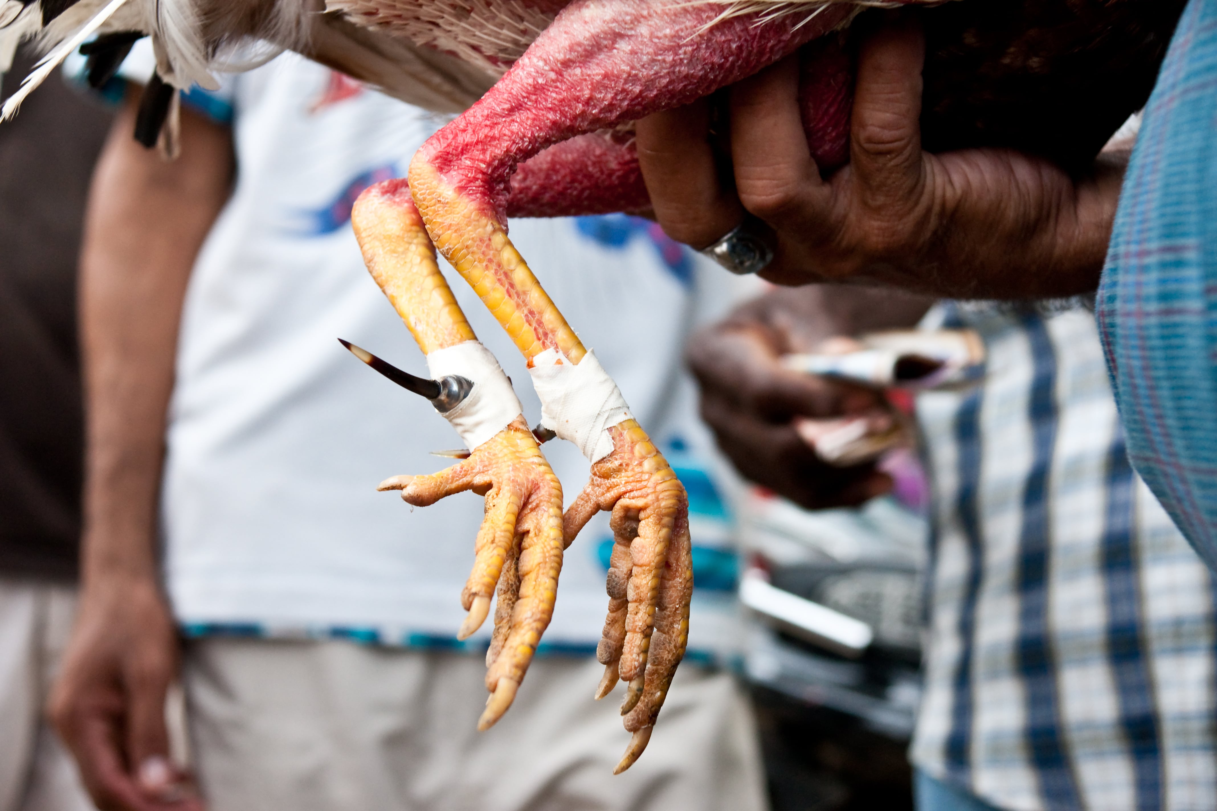 En algunos lugares, en el marco de las peleas de gallos, los duelo de los animales  atan espuelas metálicas o cuchillas en las patas de los pollos para hacer 'más letal' su ataque.
