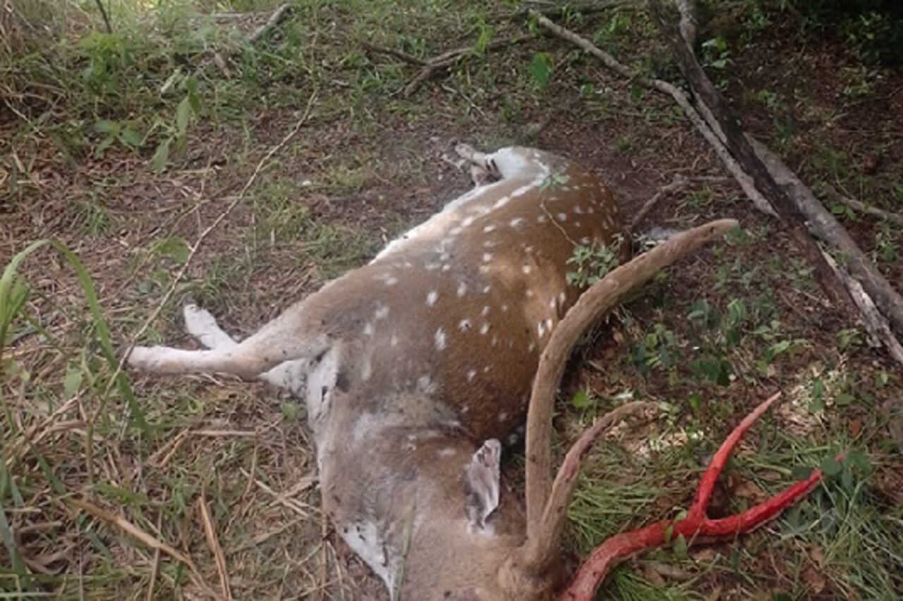 La investigación la desencadenó un esqueleto de ciervo chital hallado por el biólogo Néstor Roncancio.