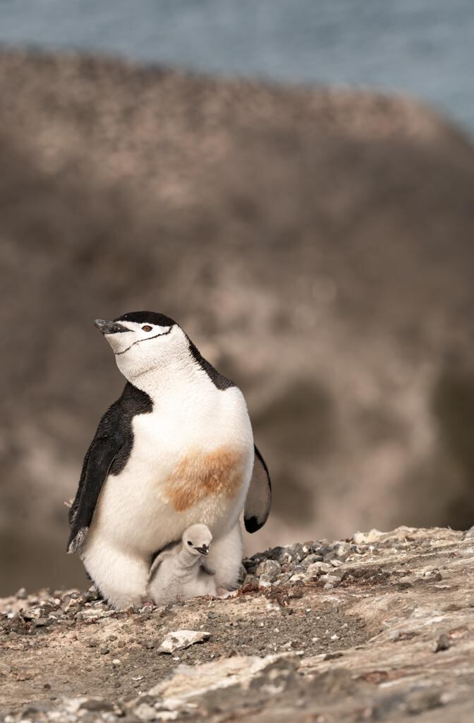 Un pinguino con su retoño en Antartida