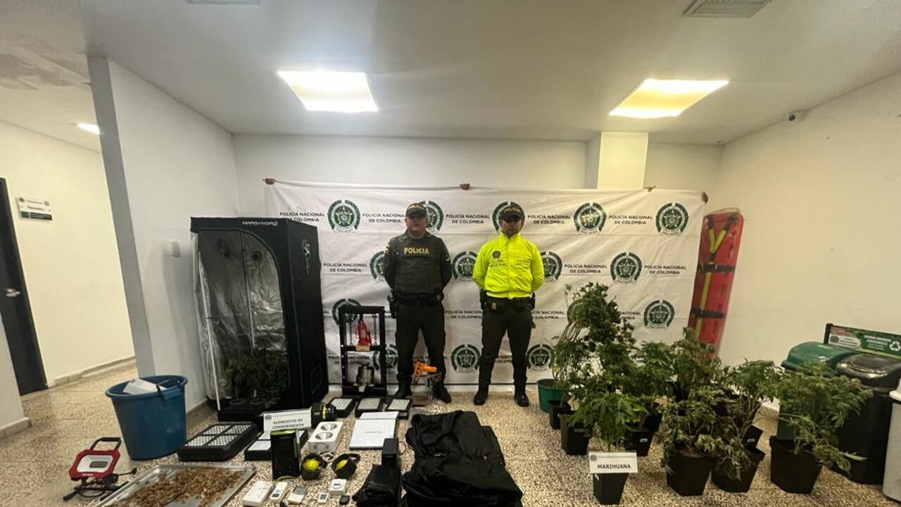 Policía informó que fue desmantelado un laboratorio de marihuana en el norte de Barranquilla.