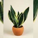 Beneficios de la lengua de suegra.