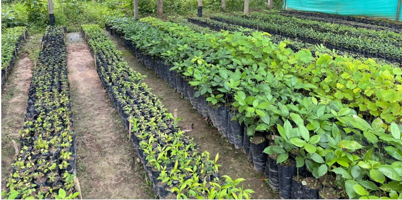 proyecto bosques de vida