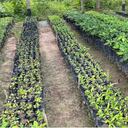 Proyecto Bosques de Vida se desarrollará en Tame, Arauca.