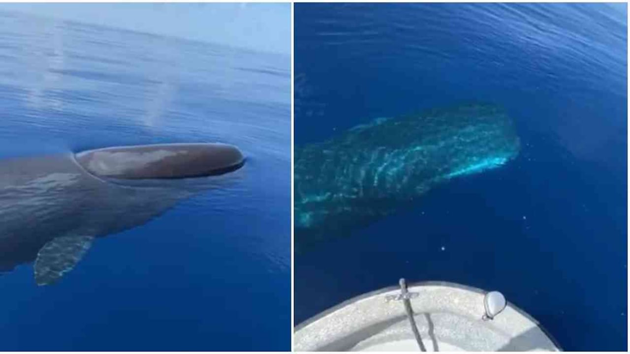 Indefenso el cachalote se acercó a las embarcaciones de los pescadores. Foto: Tomadas de videos. | San Andrés Colombia hoy