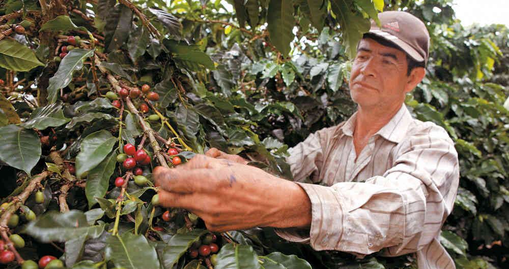 En el país hay sembradas 840.000 hectáreas de café en 659.000 fincas.