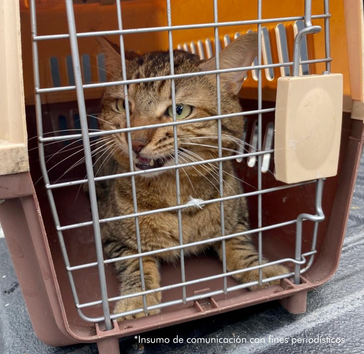 En otros hechos de violencia contra los animales la Fiscalía imputó cargos a cuatro personas