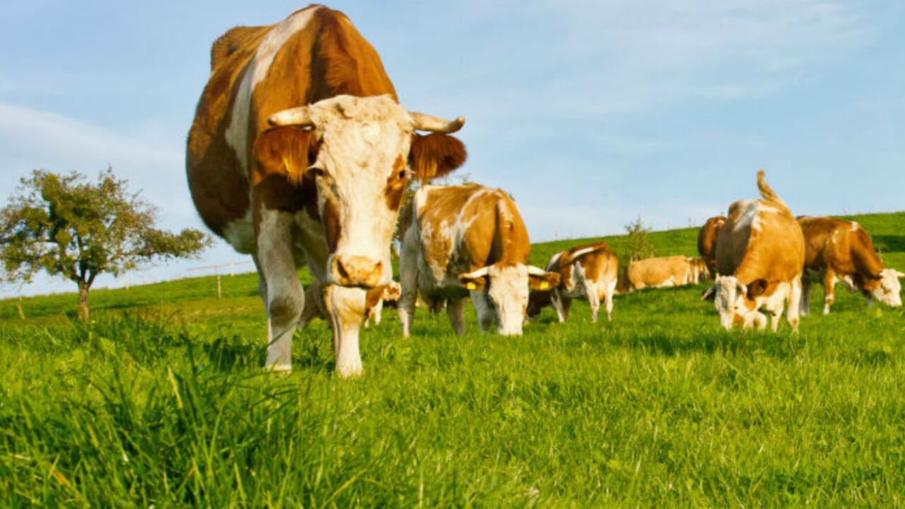 Podrán mitigar la incertidumbre que, en época de cosecha, deben enfrentar los productores.