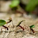 El estudio señaló que en la zona de los trópicos es donde se tiene la mayor densidad de hormigas.