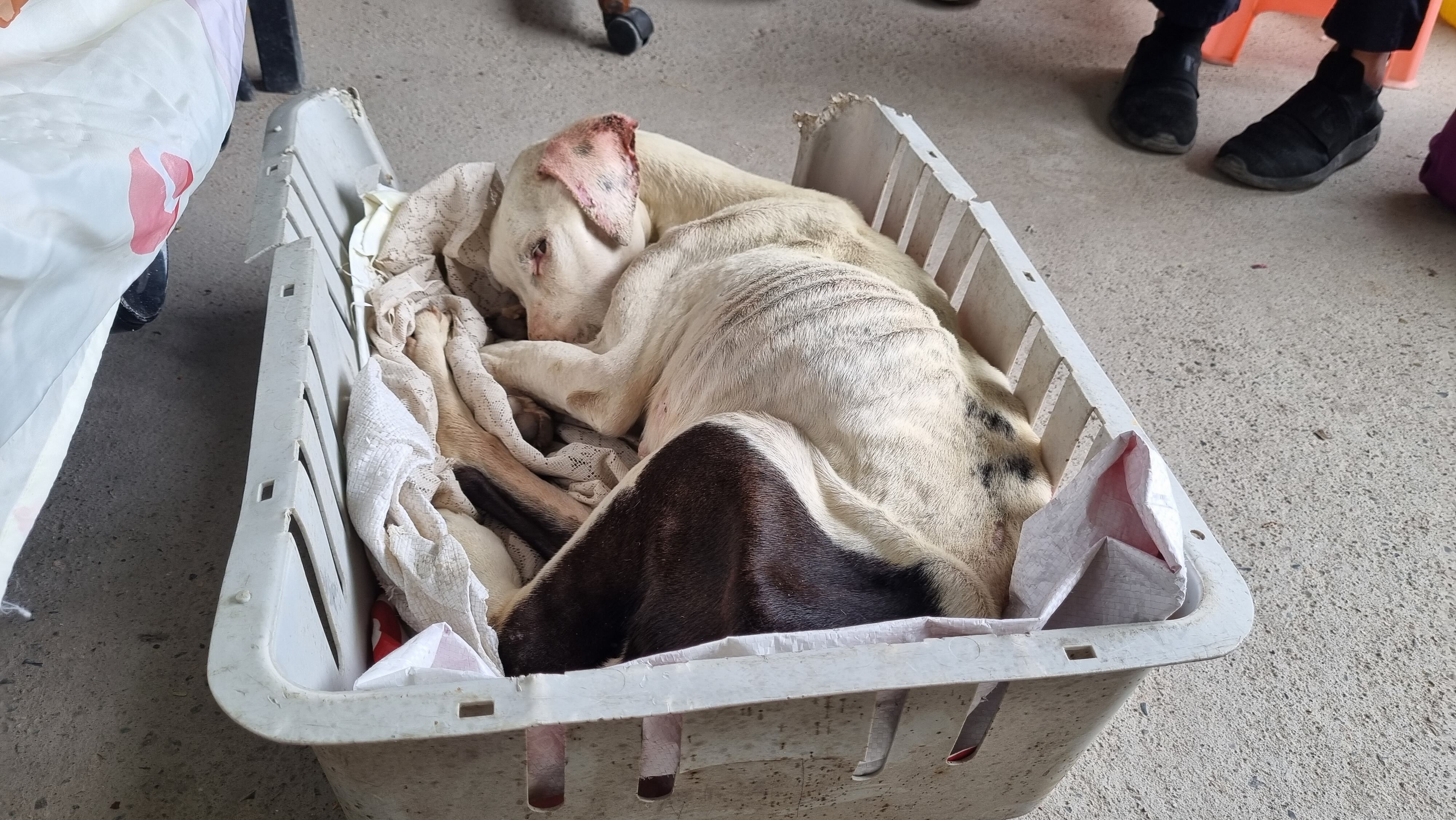 Milú fue diagnosticada con dermatitis, mucosas pálidas, entre otras enfermedades.