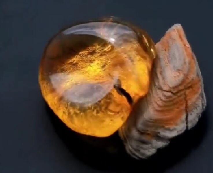 Descubren una prehistórica y enorme flor