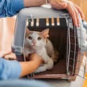 Adopción de animales