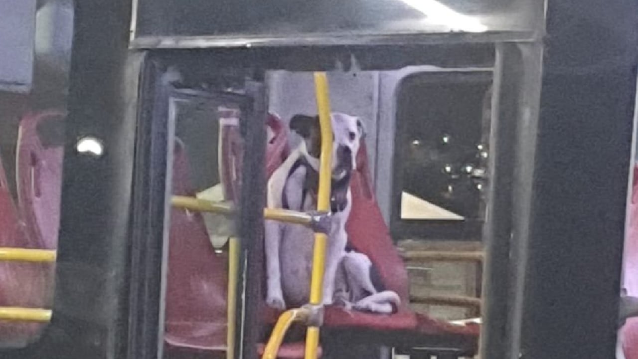 Perrito abandonado.